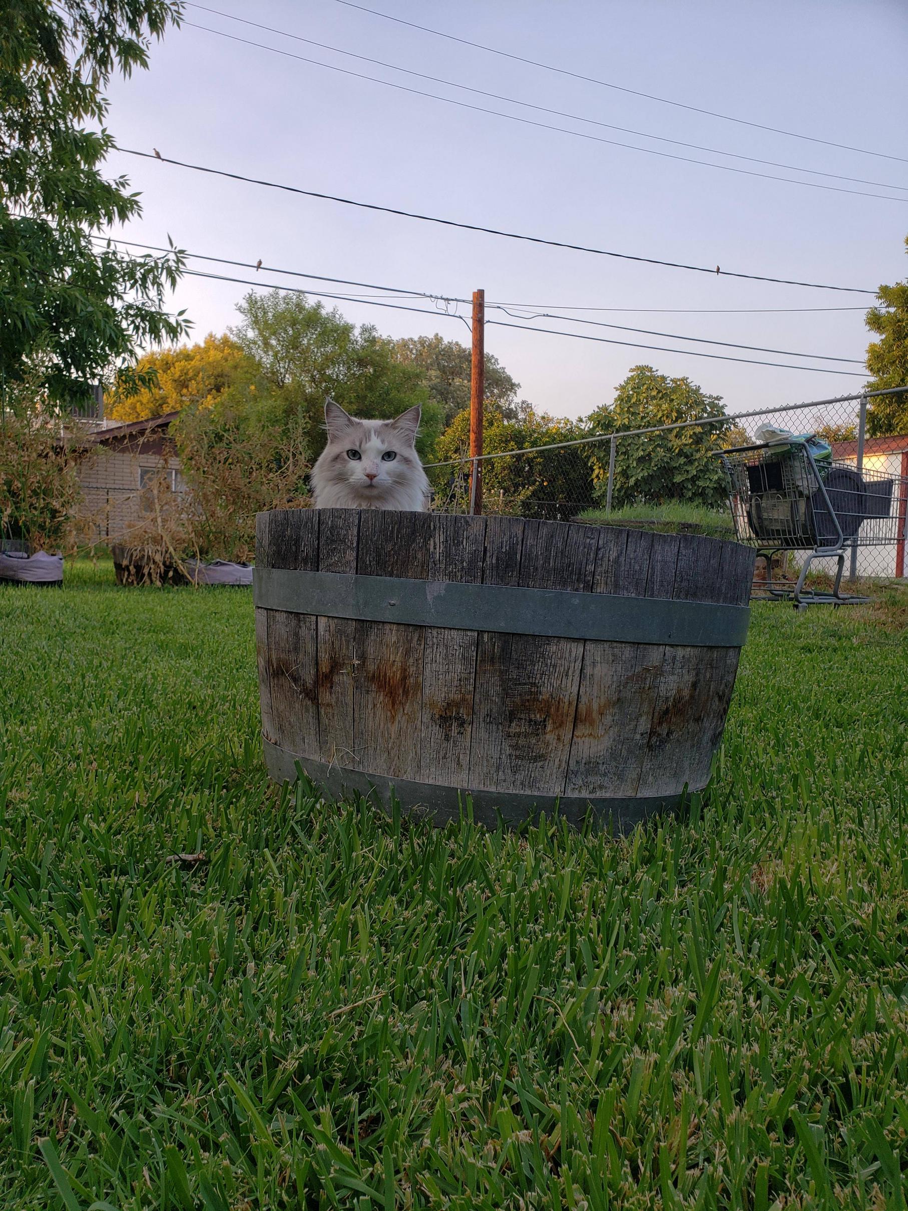 How To Keep Cats Out Of The Garden Scrolller