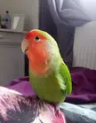 How to keep my girl warm on her trip to vets - recommendations? 