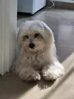 How to train coco to poop outside?