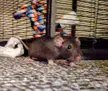 How'd you get good pictures of your rats???