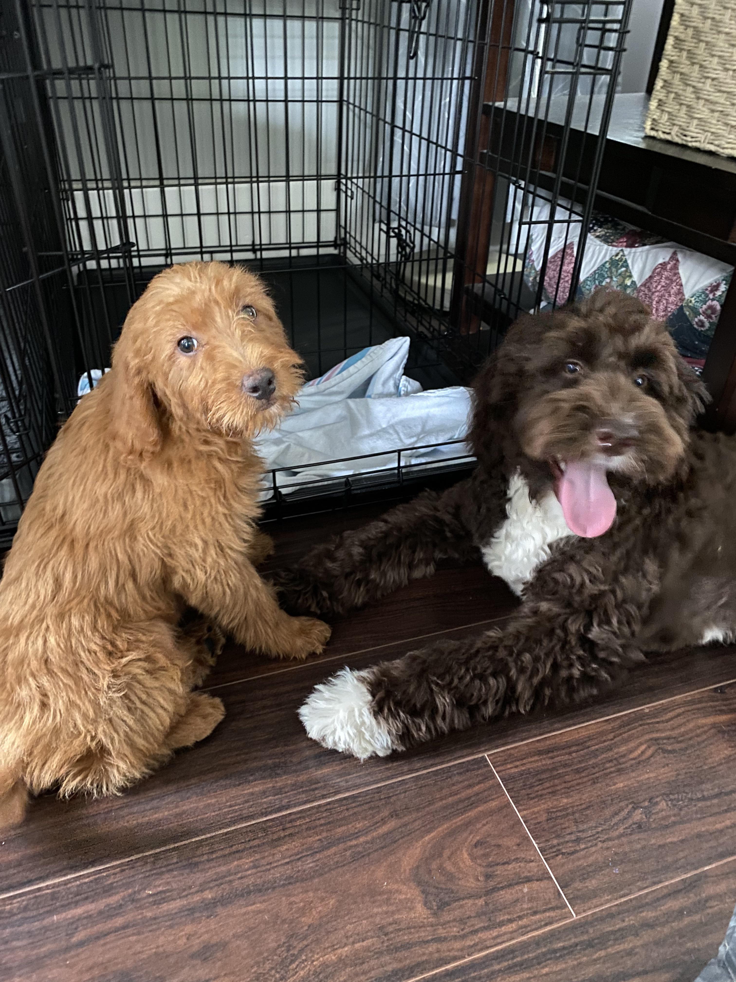 Two brown curly-haired puppies lying down on a wooden floor near a black wire crate.