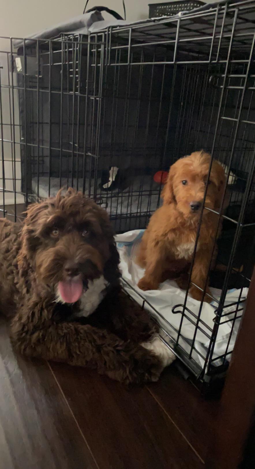 My OG Double D meeting his new little brother