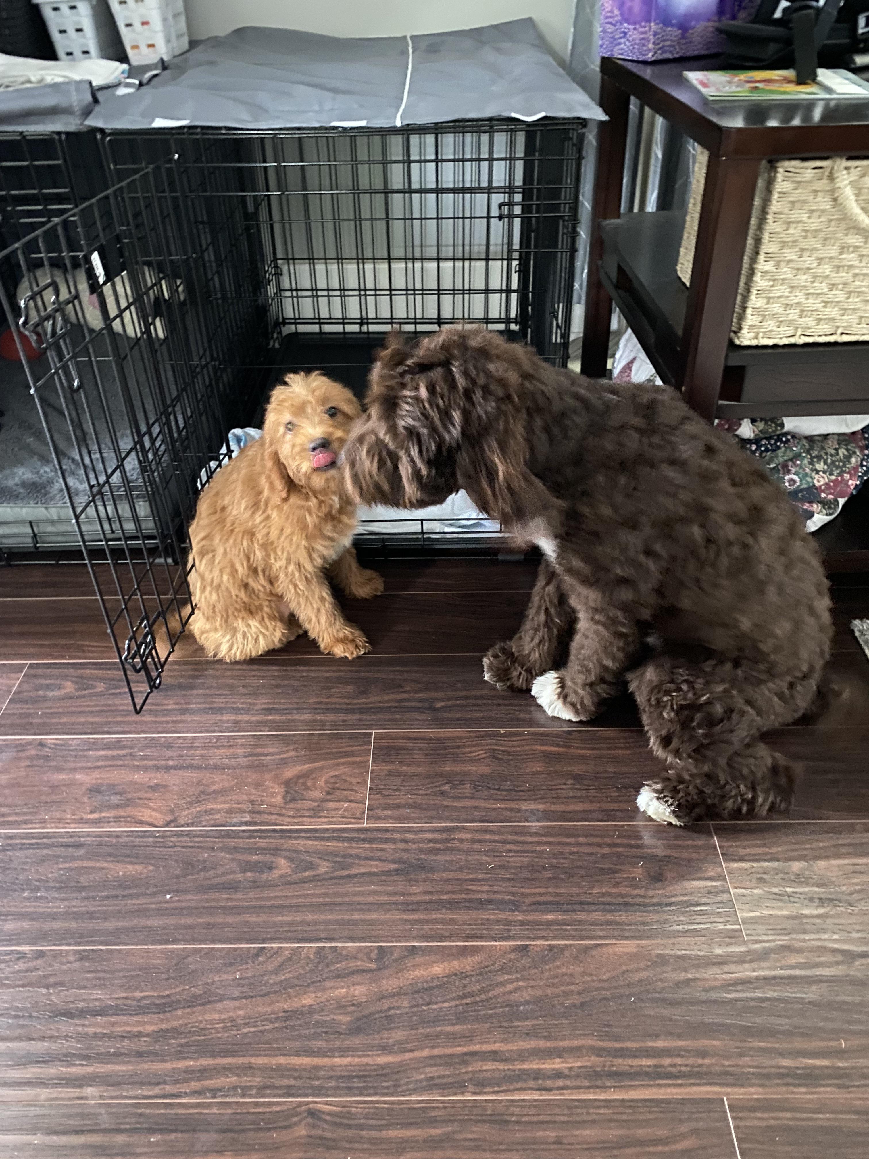 Two brown curly-haired puppies lying down on a wooden floor near a black wire crate.