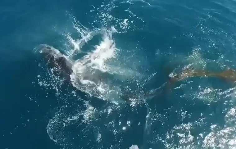 Humpback whale kelping