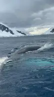 Humpback whale watching