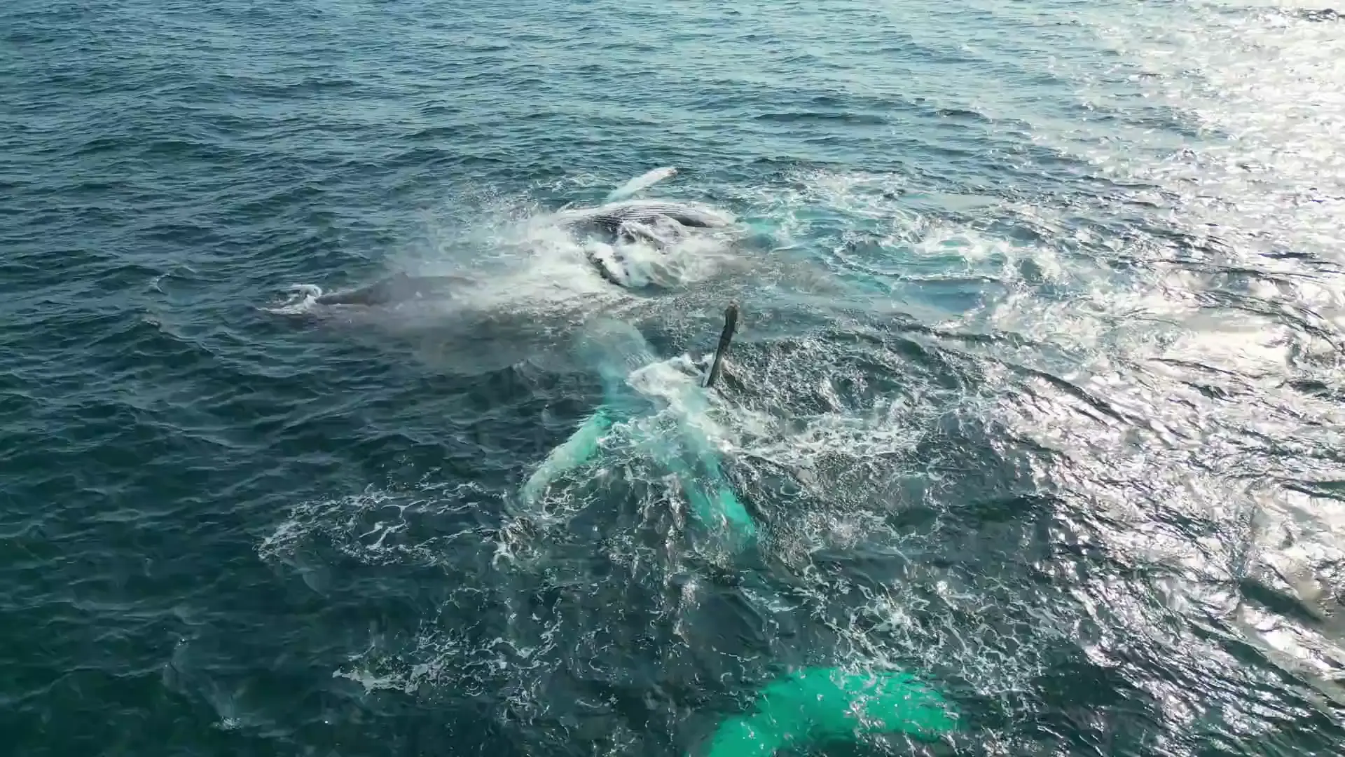 Humpback whales Scrolller