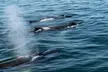 Humpbacks off of Provincetown, Cape Cod