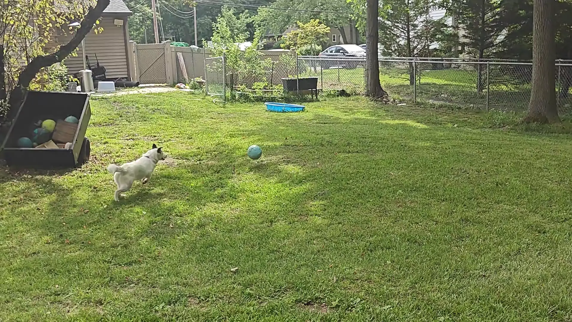 Huskimo limps when she's trotting