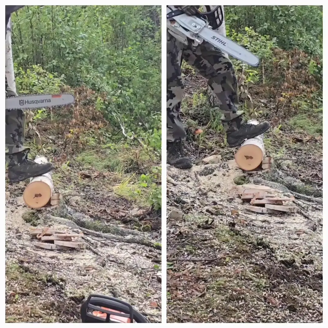 Husky 550 Mk II vs Stihl 261 CM w/mods Pt 3: The Test! 