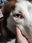 Husky right eye