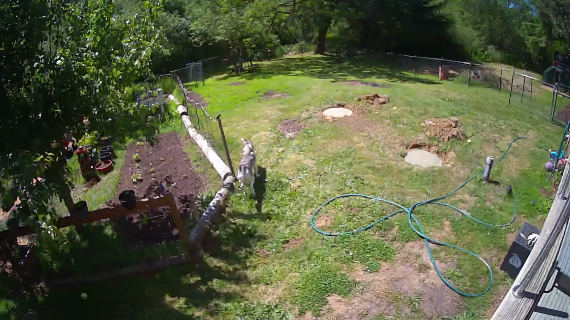 Husky VS Deer