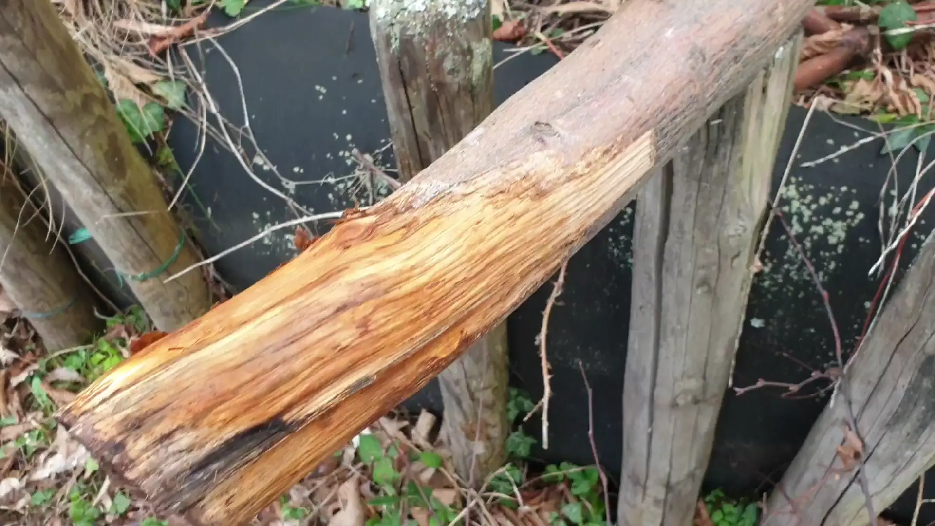 Hwhat kind of wood is this?