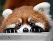 I always feel like somebody's watch me (via @sandiegozoo)