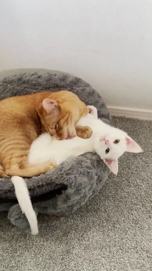I. Can’t. Move.