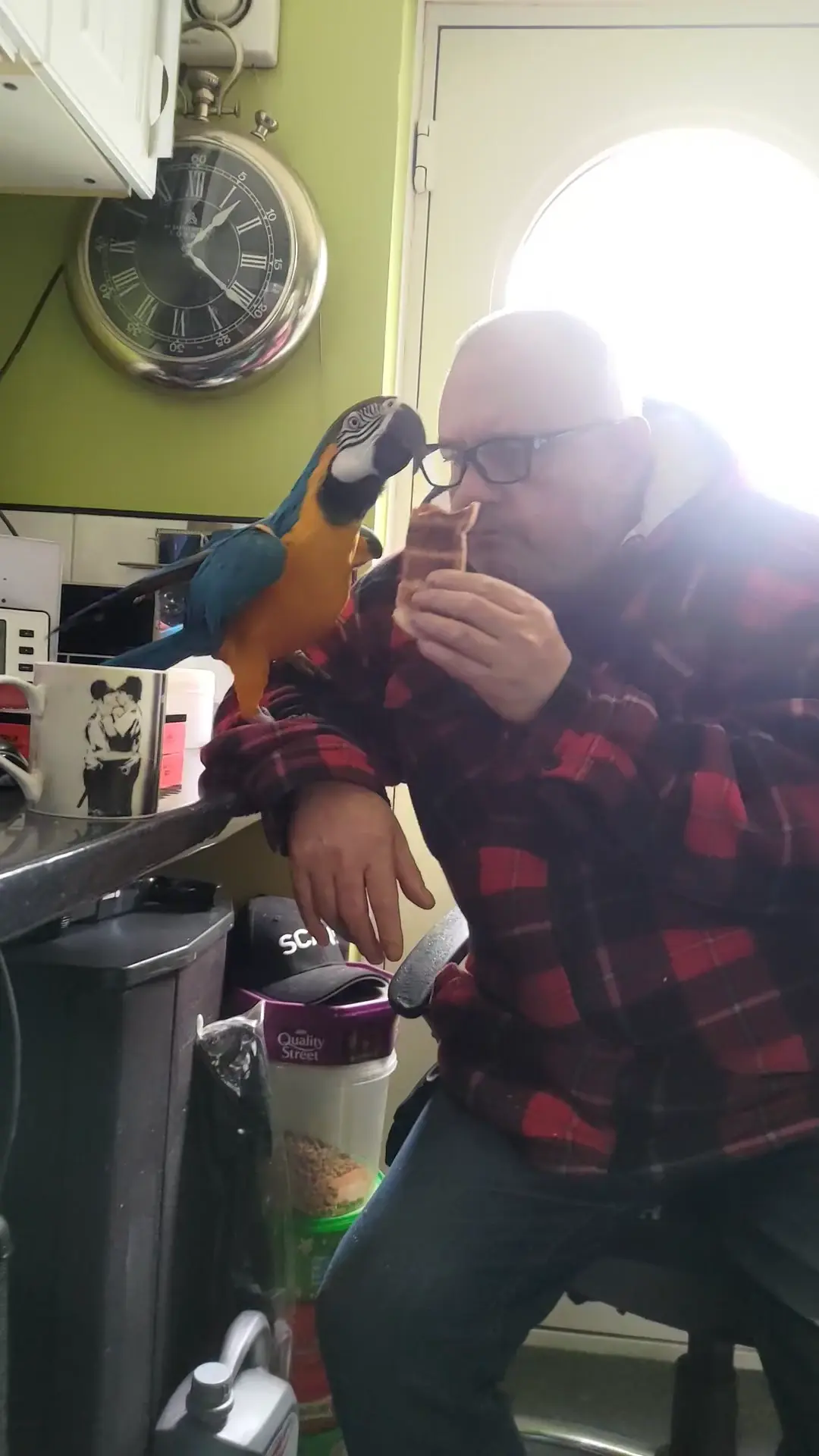 I can't English today, but Lokie bird is eating toast dipped in tea. 