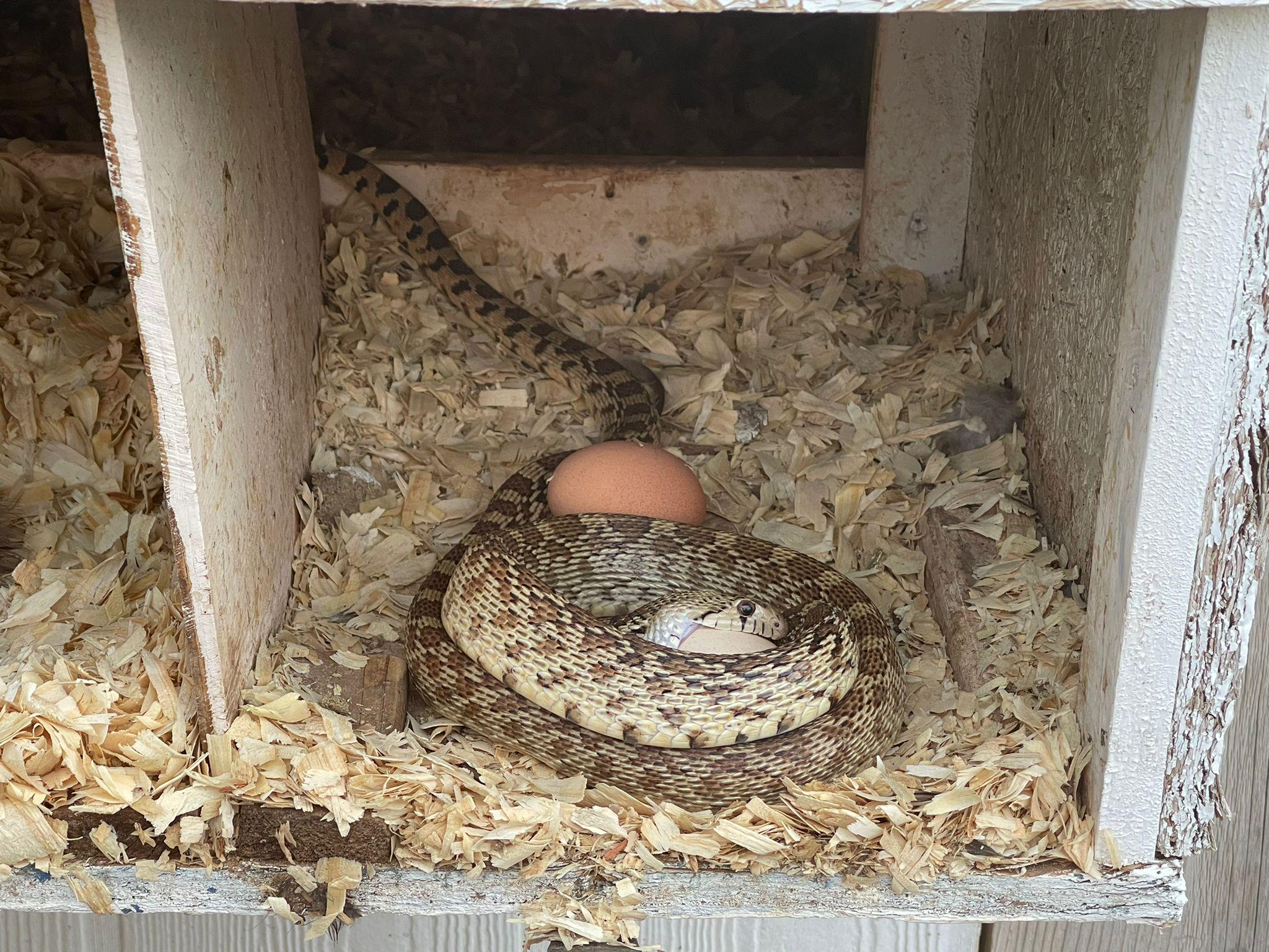 I caught this sneaky snake eating my chicken eggs. 
