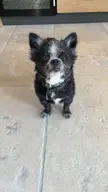 I dont know me dogs breed