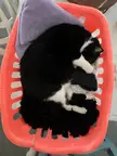 I fits i sits