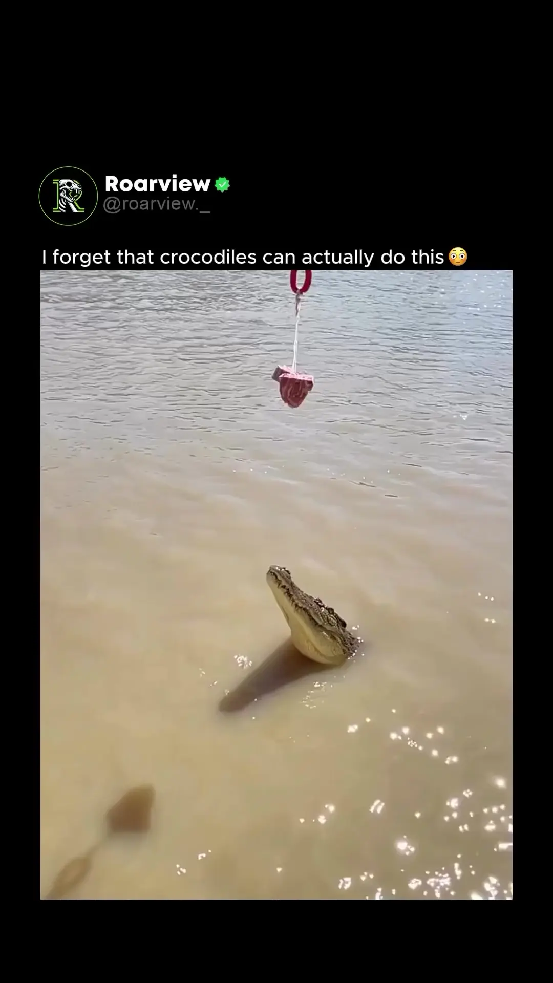 I forgot that crocodiles can actually do this.