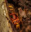 I found a hibernating Queen Hornet
