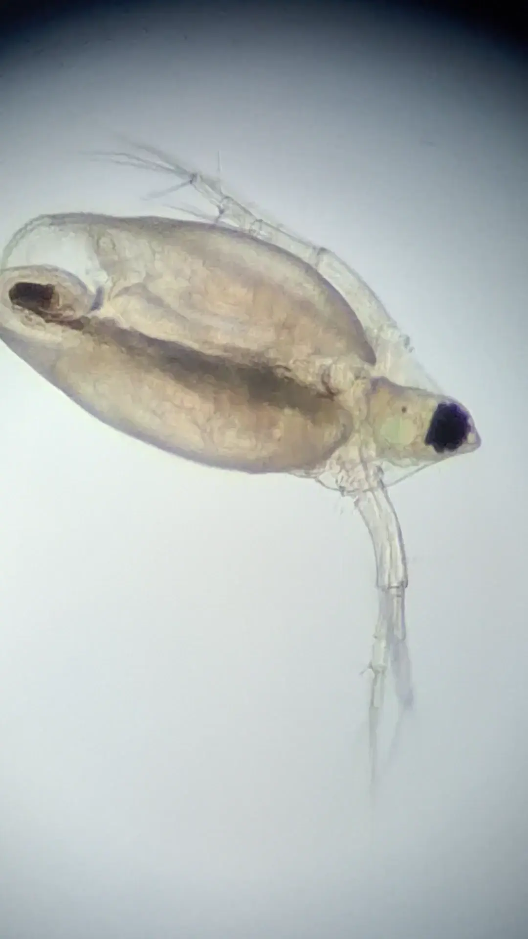I found this little fella in dirty pond water