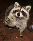 I have thousands of raccoon pictures but I think i got my best shot yet last night.