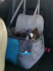 I recently learned that for safety reasons Mr Pickles should be in the backseat! He is very much not impressed 😅