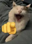 I recreated the meme with my cat