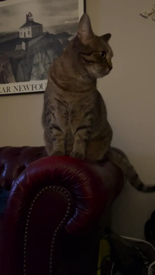 I Seen Things Man…