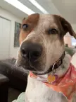 I swear I heard you say dinner