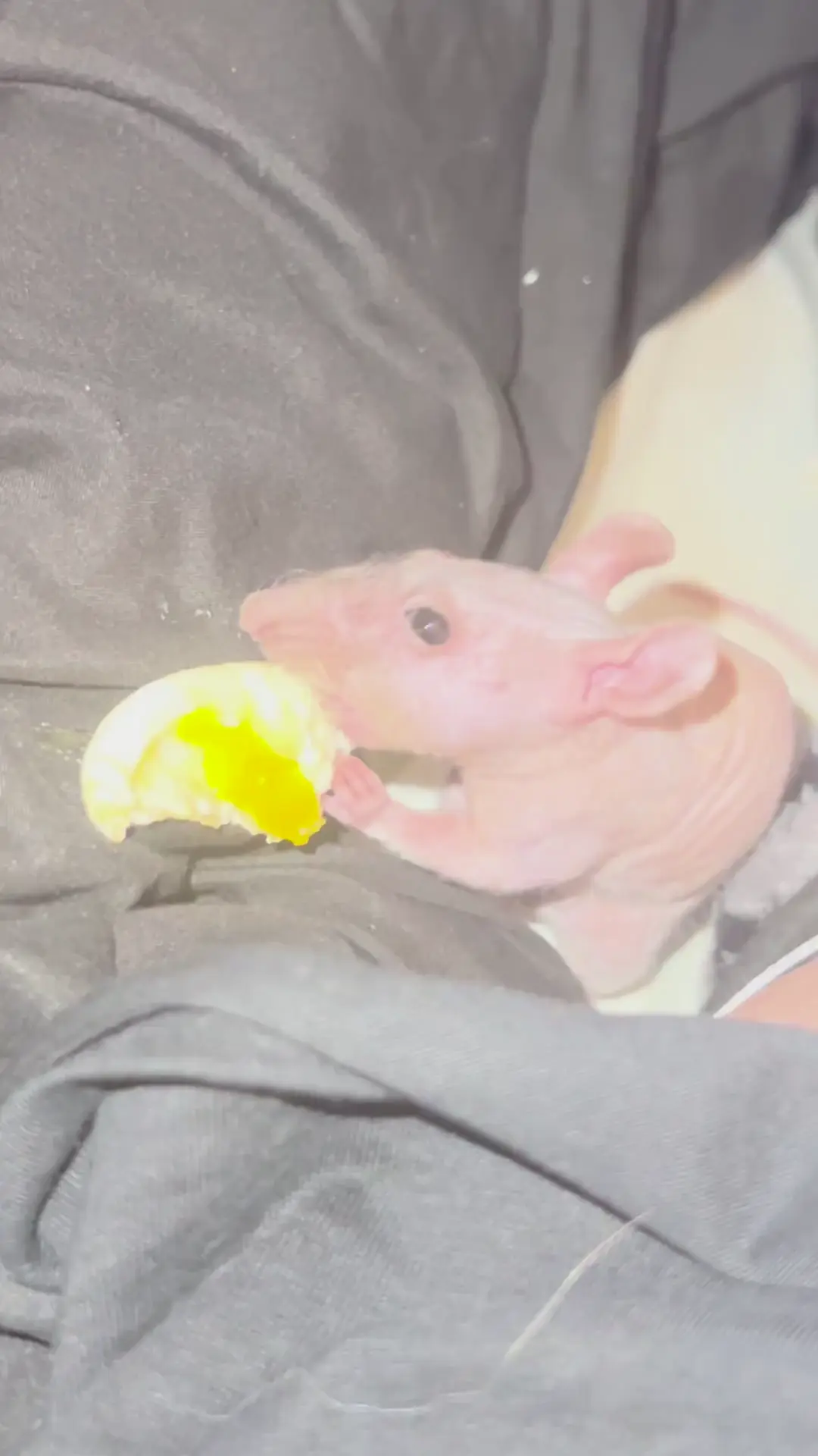 I think Havarti is becoming my new heart rat ❤️