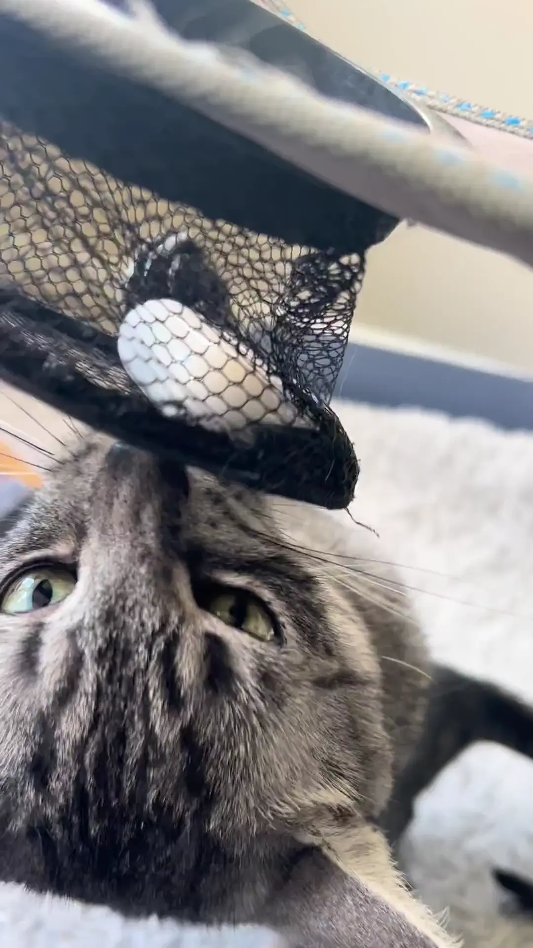 I think he stored his brain in that missing leg