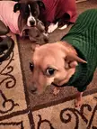 I think I took the funniest picture of my dogs 