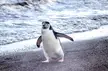 I wanna be a penguin