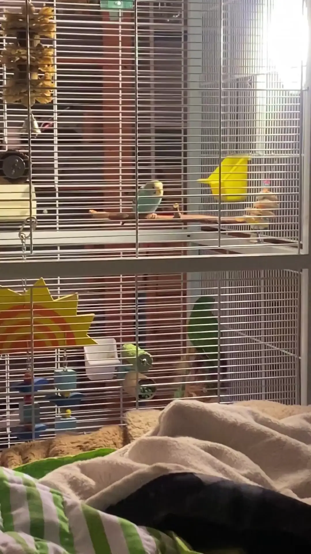 I was asked for a video of my swift parrot 