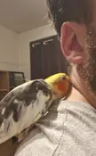 PartyParrot