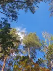 I will miss the green trees this year