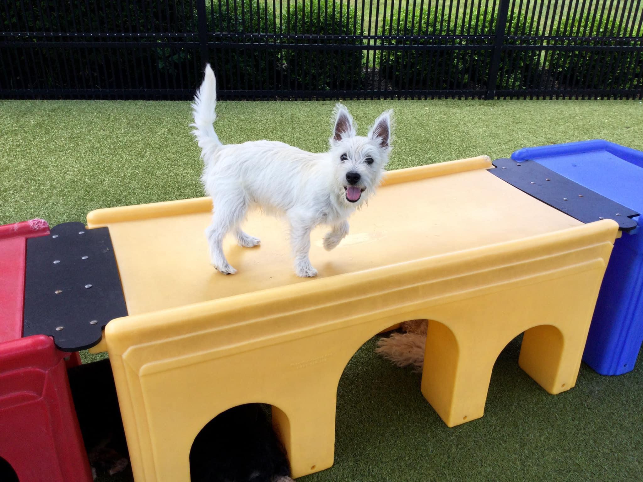 i work at a doggy daycare and we can bring our dogs for free. snapped this pic of my boy having a great day <3