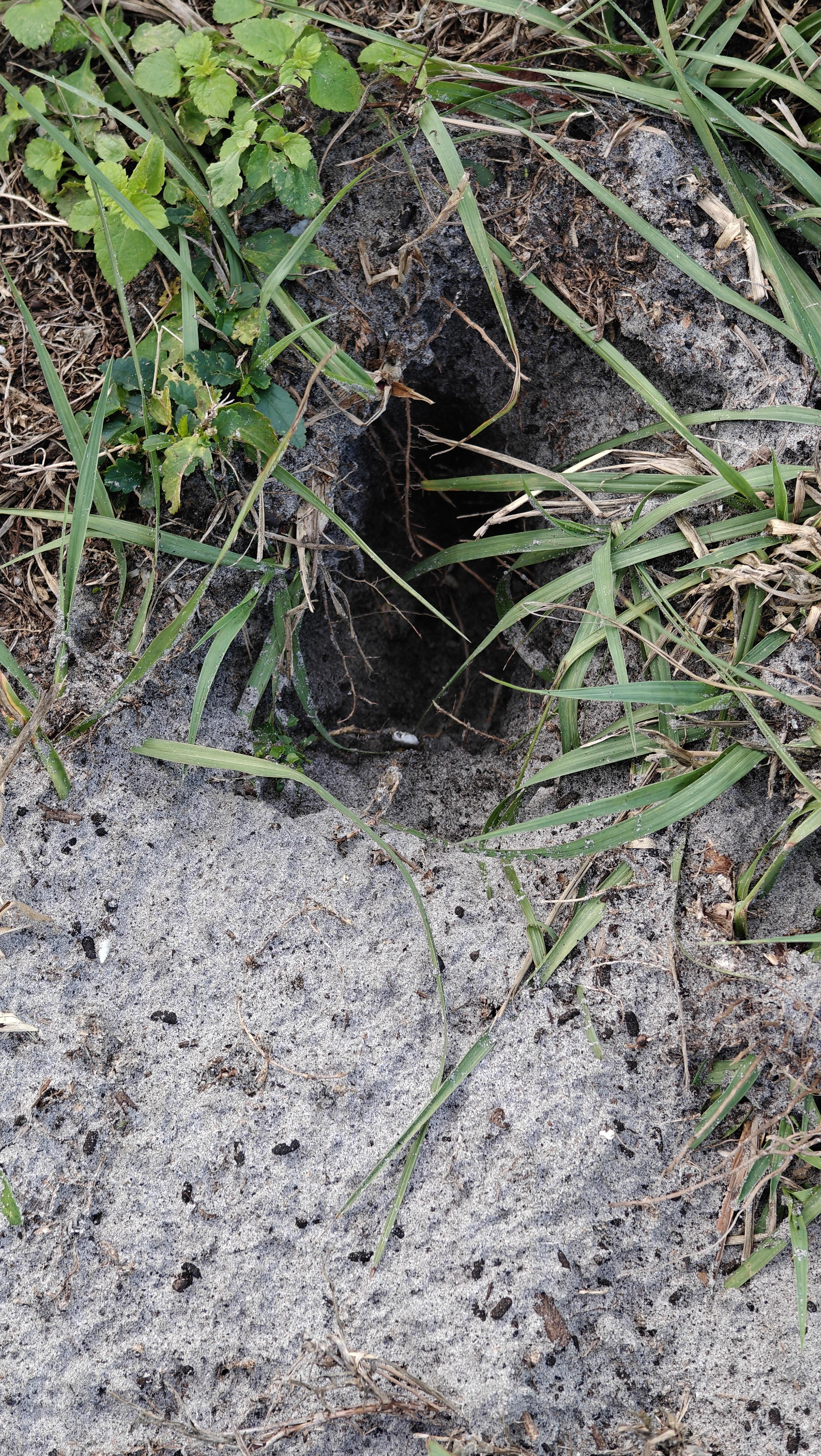 Multiple Dig What is digging in my front yard? Multiple digging holes FL location ...