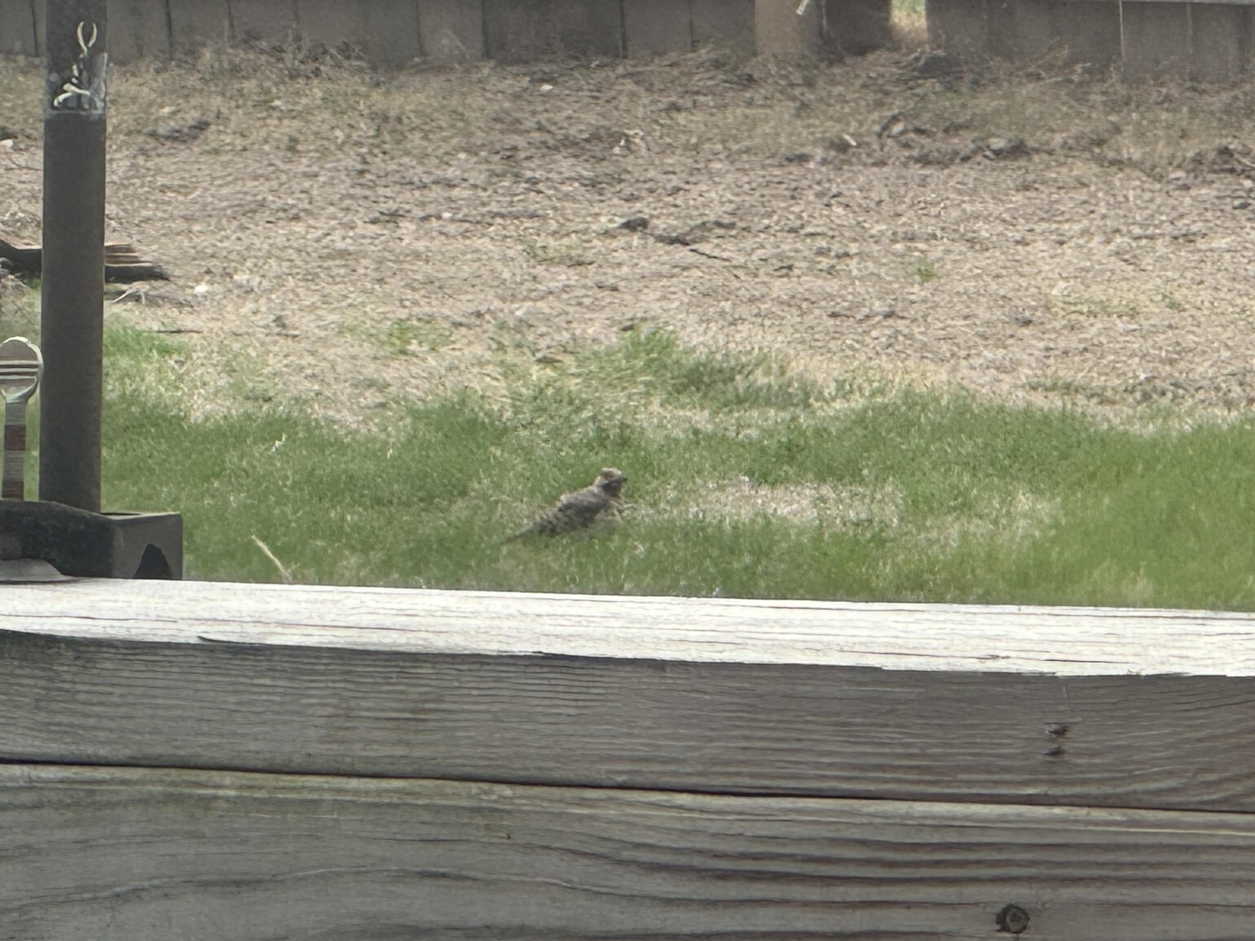 What Is This Bird Eastern Nebraska Scrolller 