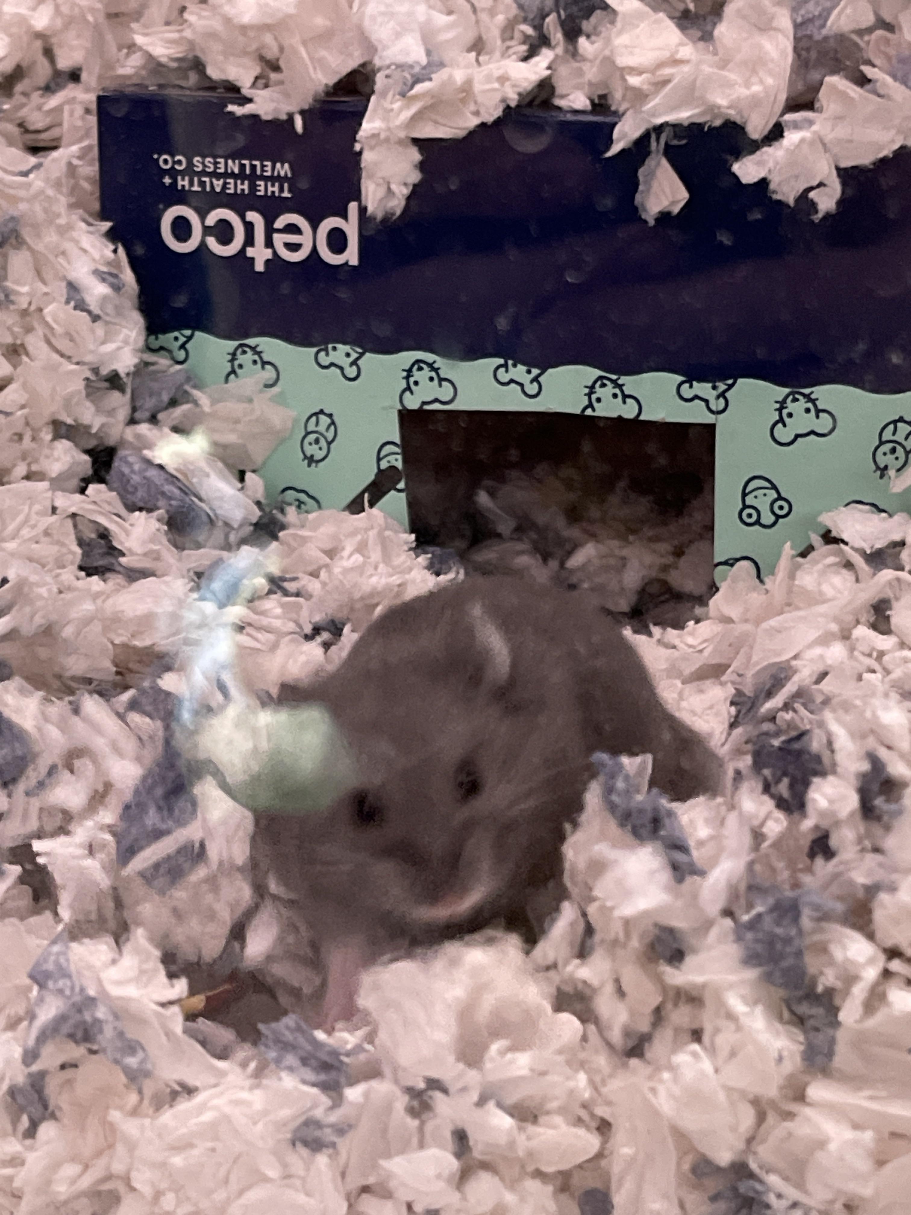 A small grey dwarf hamster exploring its bedding and a blue Petco container in a pet cage.