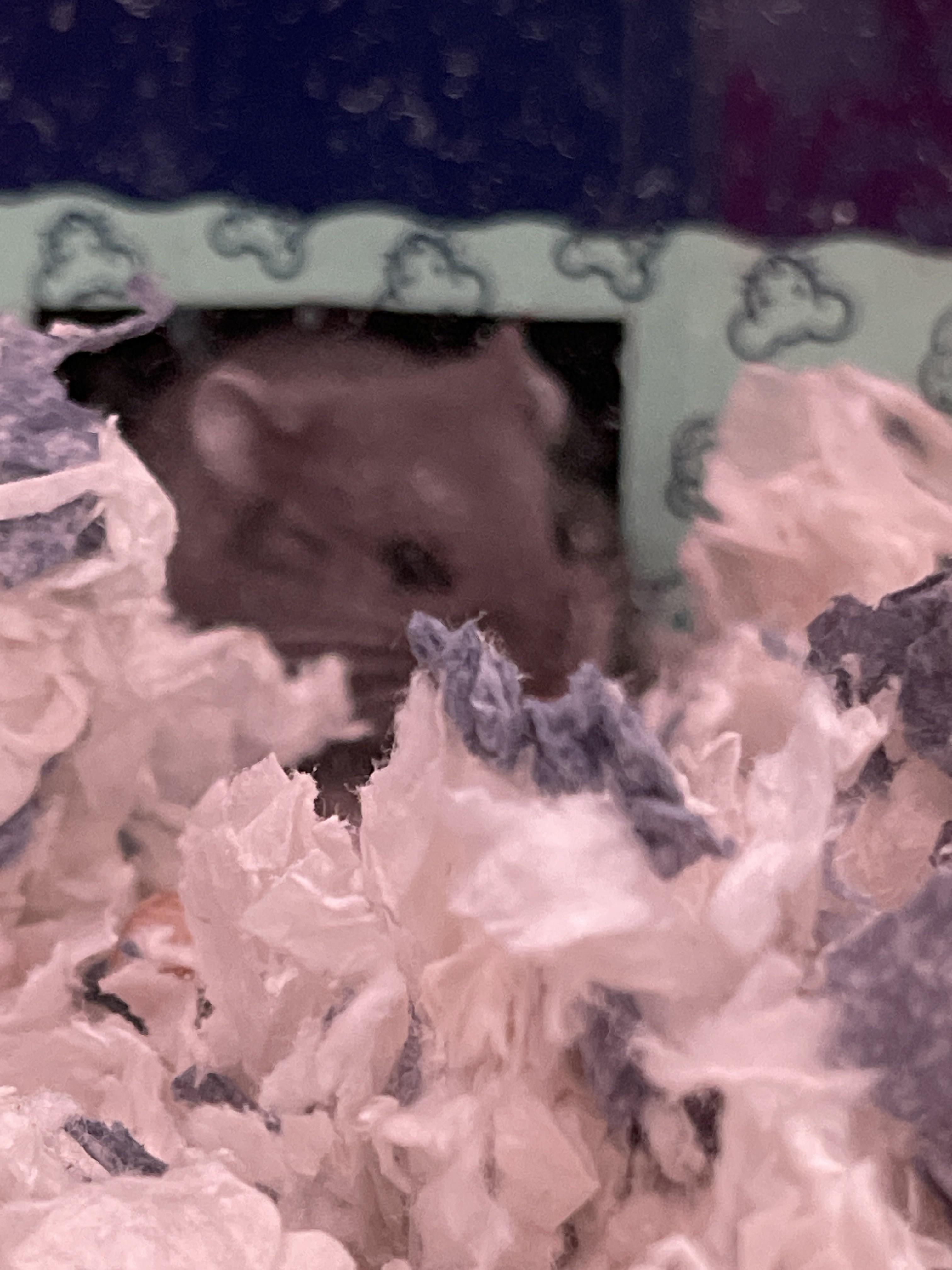 A small grey dwarf hamster exploring its bedding and a blue Petco container in a pet cage.