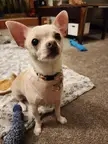 If your chihuahuas could speak what would they say?? 