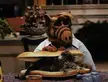 In my day real aliens ate pets.