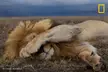 In the Serengeti plains, this adult male lion (Panthera leo) isn't shy—he's sleeping. [3158x2100]