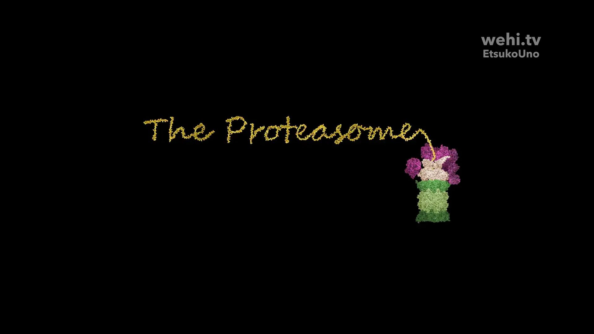 Incredible molecular machine inside your cells – The Proteasome (2024) animation by Etsuko Uno wehi.tv