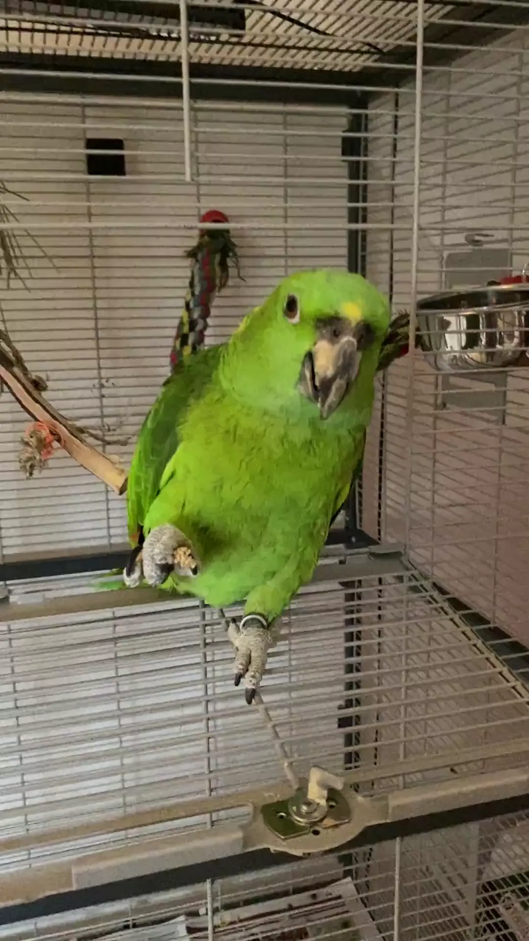 Ingrid’s first time outside her cage!!!!