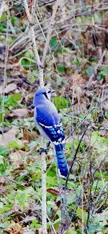 Inquisitive Blue Jay