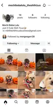 Insta for our Shih Tzu trio