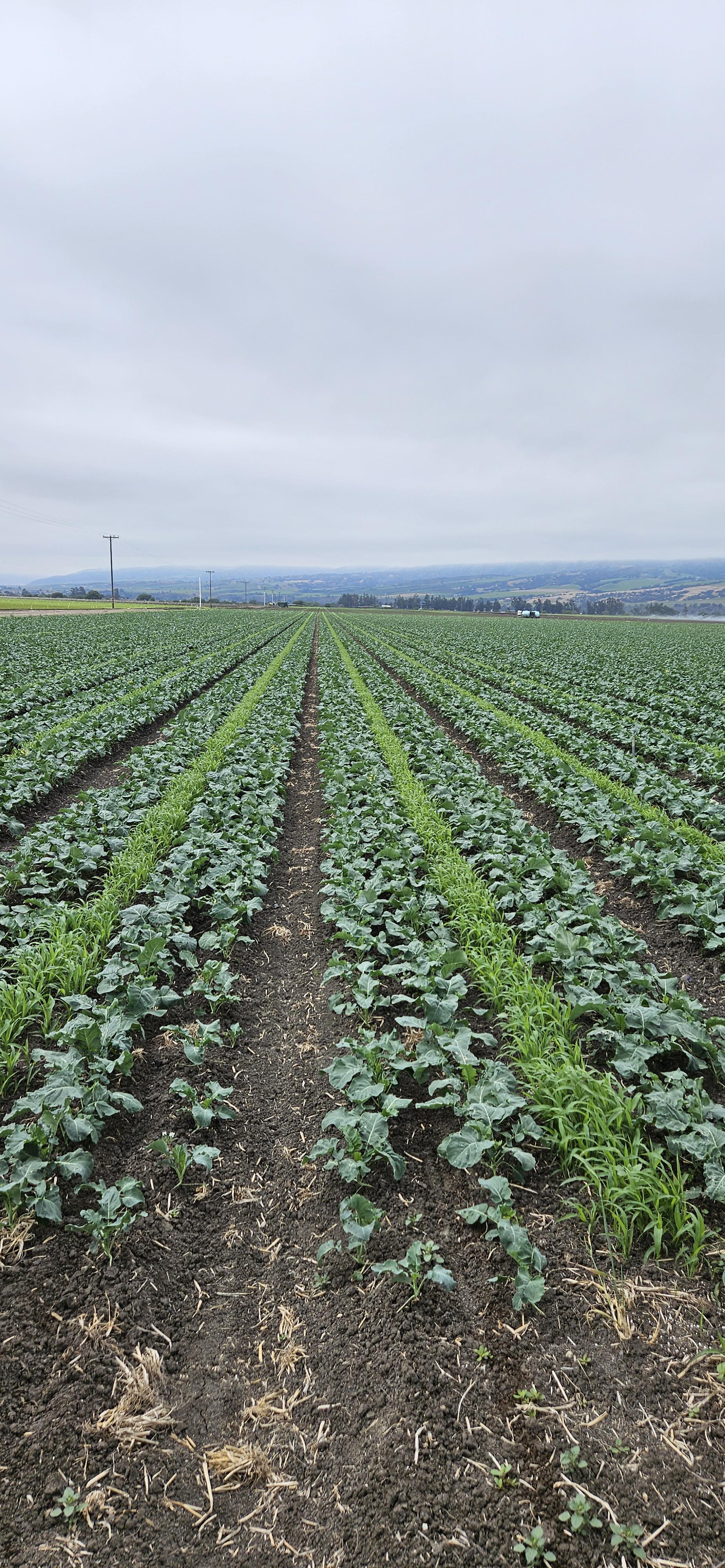 Intercropped Broccoli, June in the Salinas Valley near Soledad